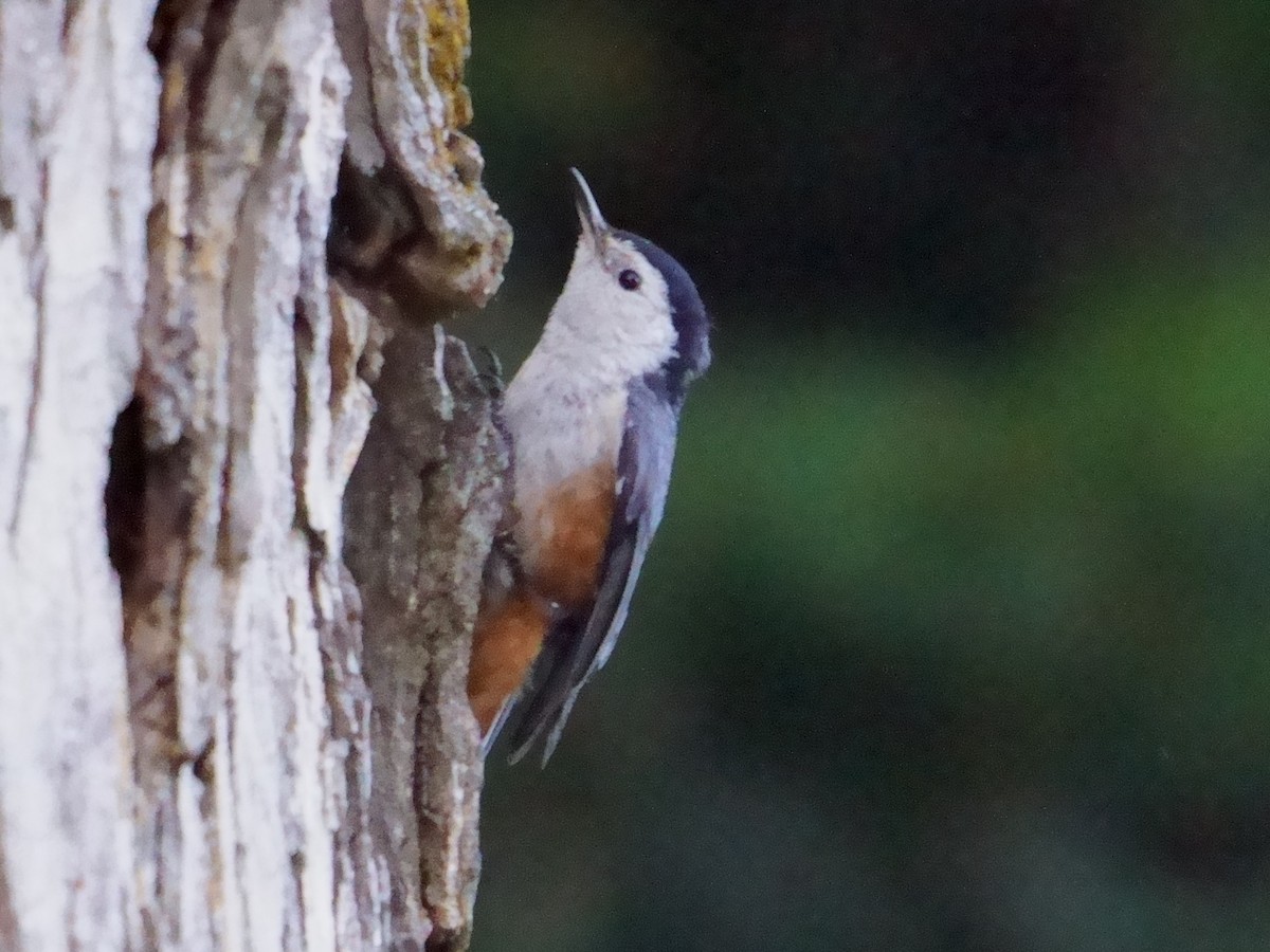 White-cheeked Nuthatch - ML609966938