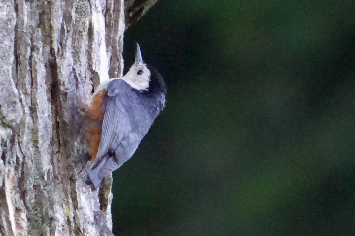 White-cheeked Nuthatch - ML609966951