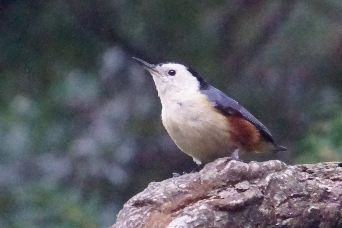White-cheeked Nuthatch - ML609966954