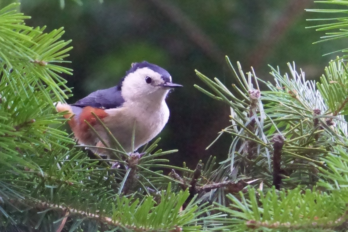 White-cheeked Nuthatch - ML609966958