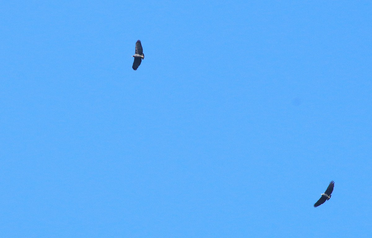 Solitary Eagle - Gál Szabolcs