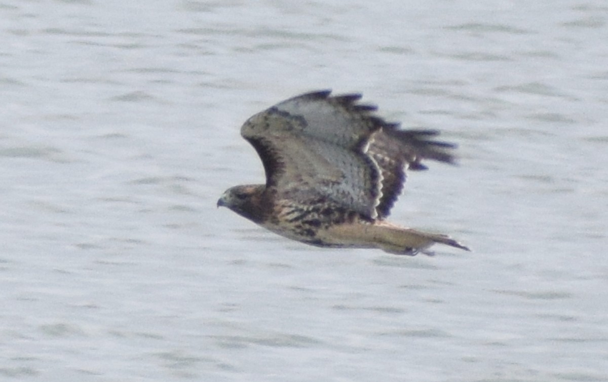 Red-tailed Hawk - ML609967136