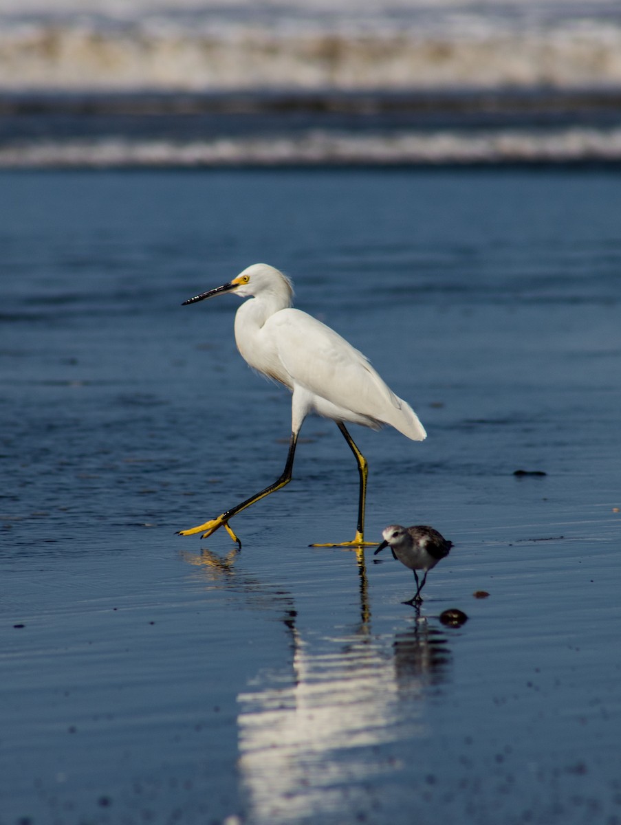 Snowy Egret - ML609967176