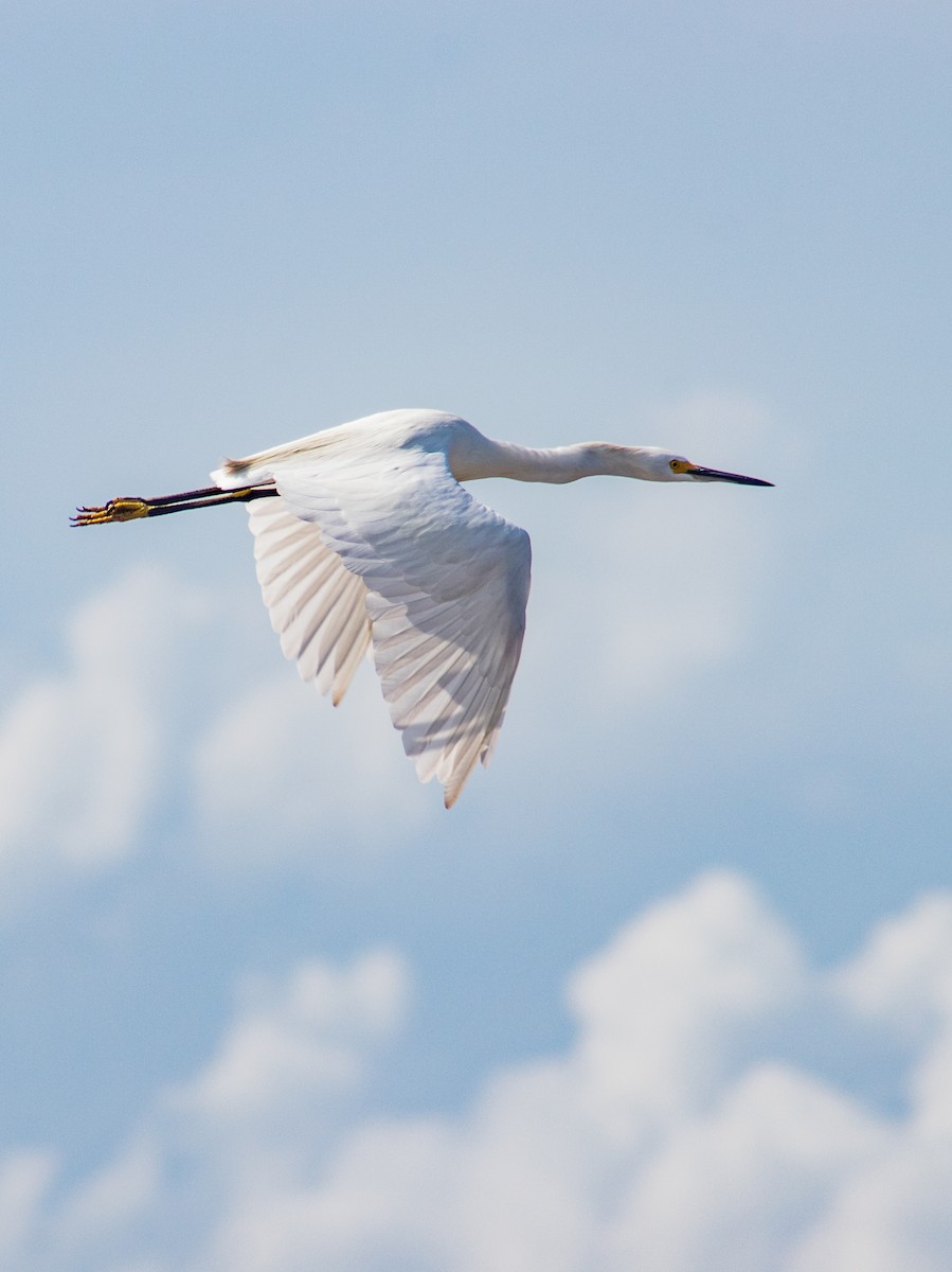 Snowy Egret - ML609967178