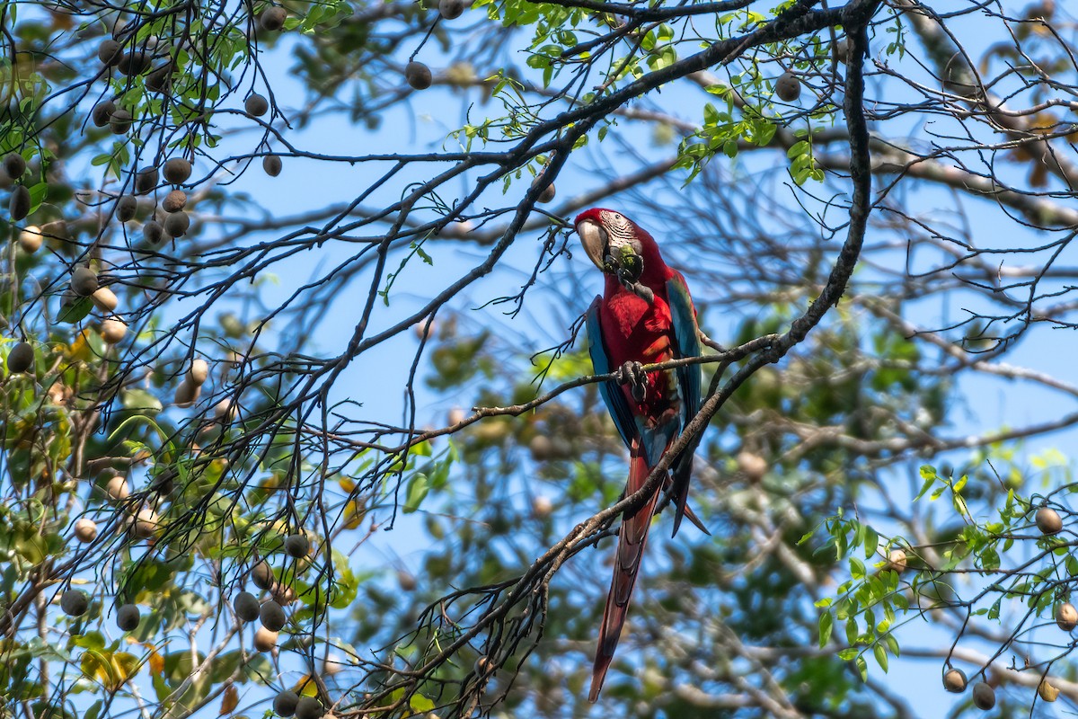 Red-and-green Macaw - Michael Herrera