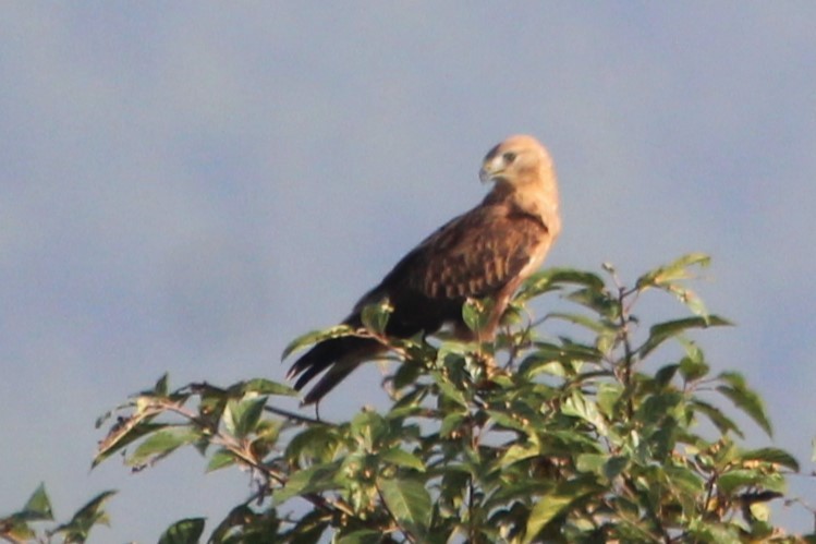 Long-legged Buzzard - ML609967320