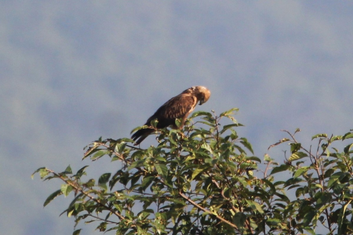 Long-legged Buzzard - ML609967321