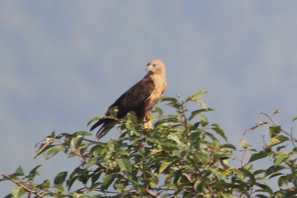 Long-legged Buzzard - ML609967322