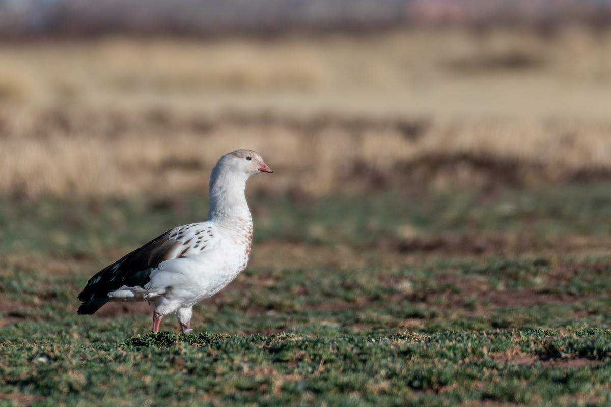 Andean Goose - ML609967347