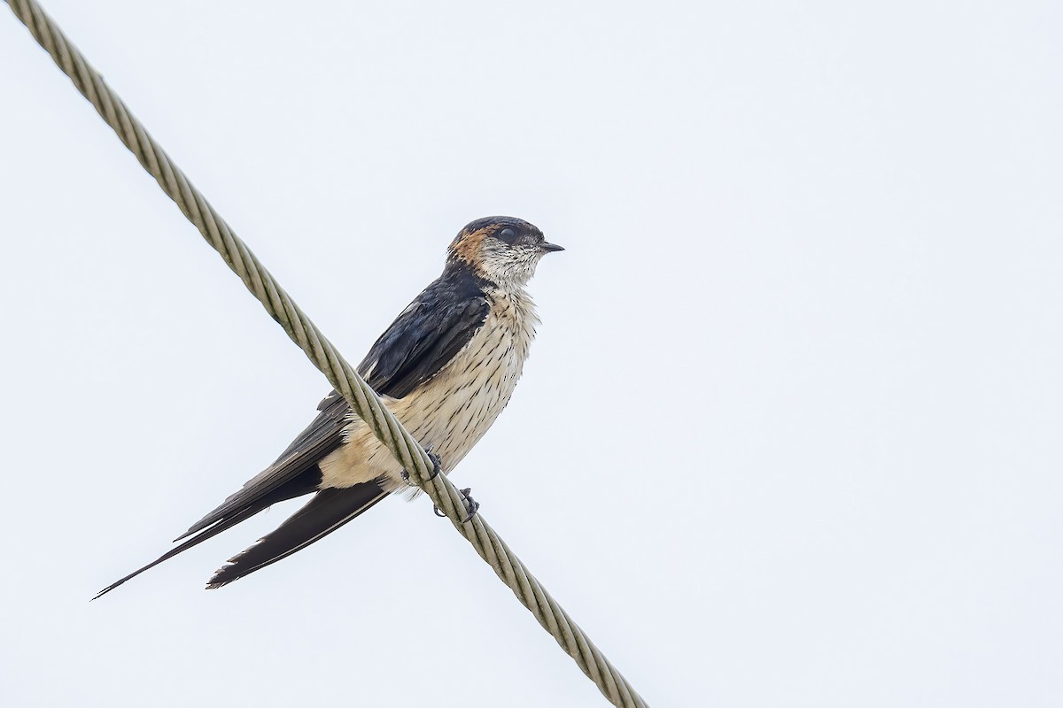 Eastern Red-rumped Swallow (Striated) - ML609967397