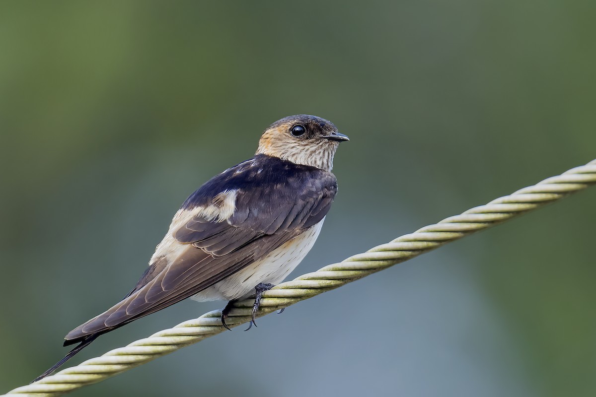 Eastern Red-rumped Swallow (Striated) - ML609967398