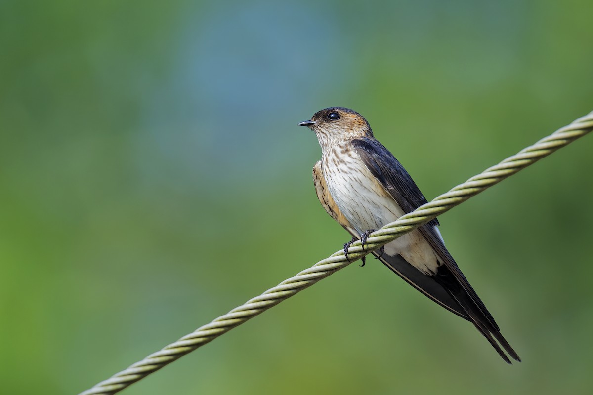 Eastern Red-rumped Swallow (Striated) - ML609967399