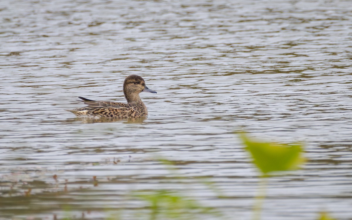 Green-winged Teal - ML609967473