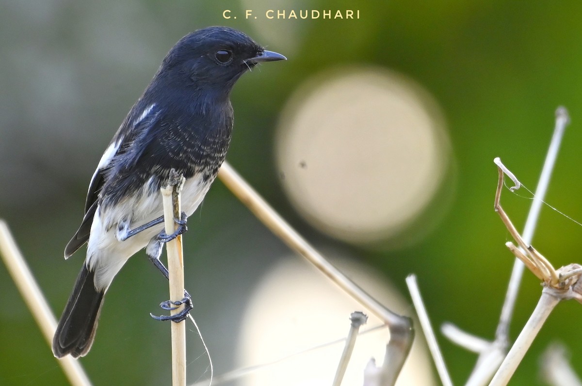 Pied Bushchat - Chaudhari C F