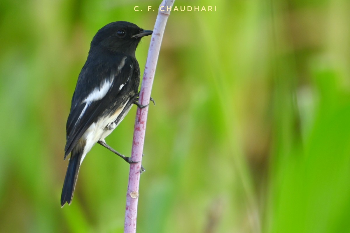 Pied Bushchat - ML609967590