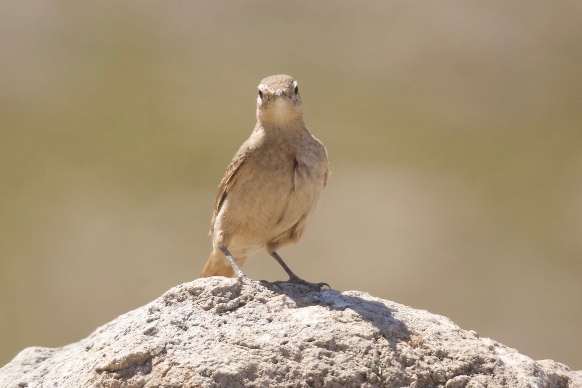 Géositte à ailes rousses - ML609967656