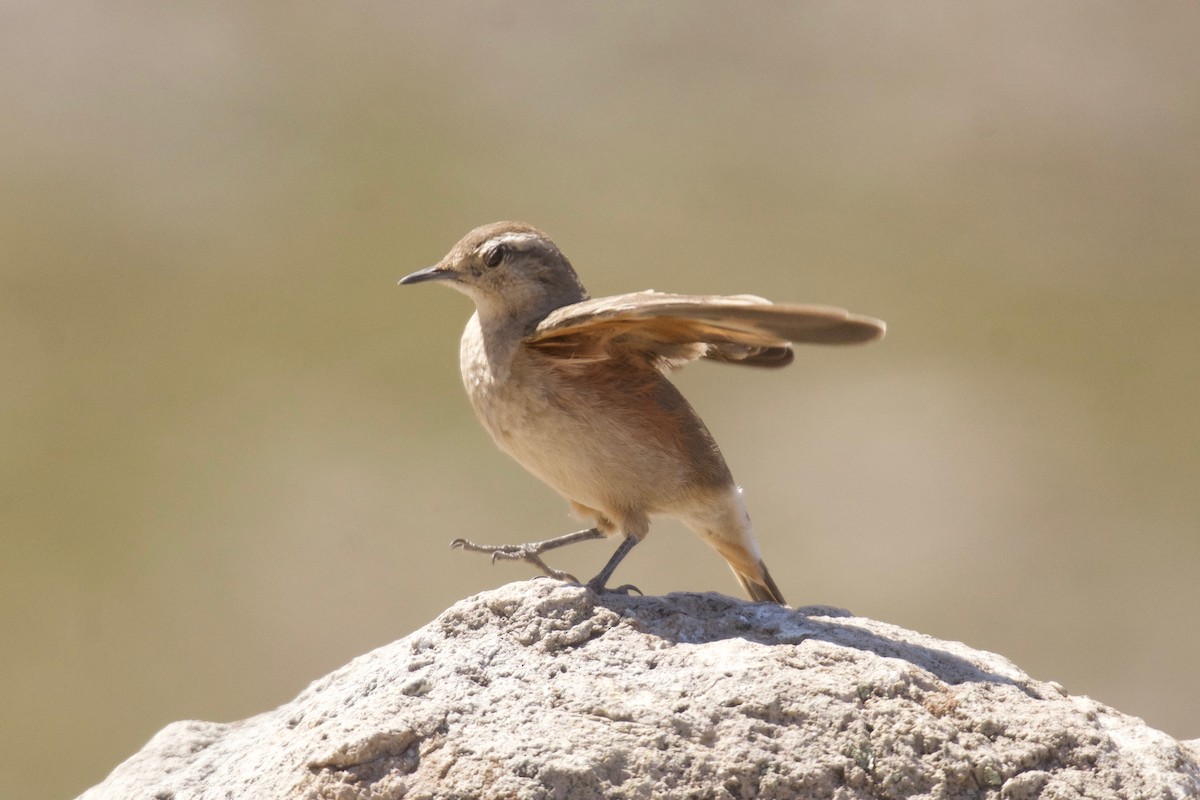 Géositte à ailes rousses - ML609967659