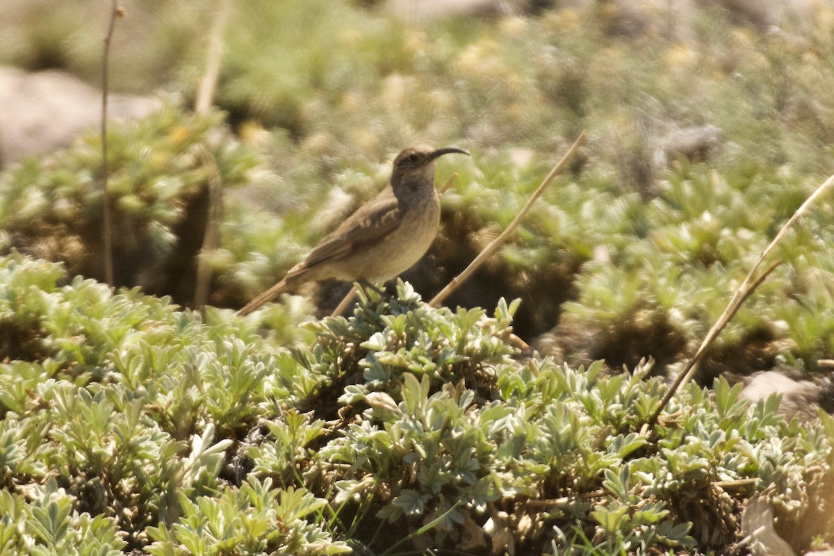 Upucerthie des buissons - ML609967668