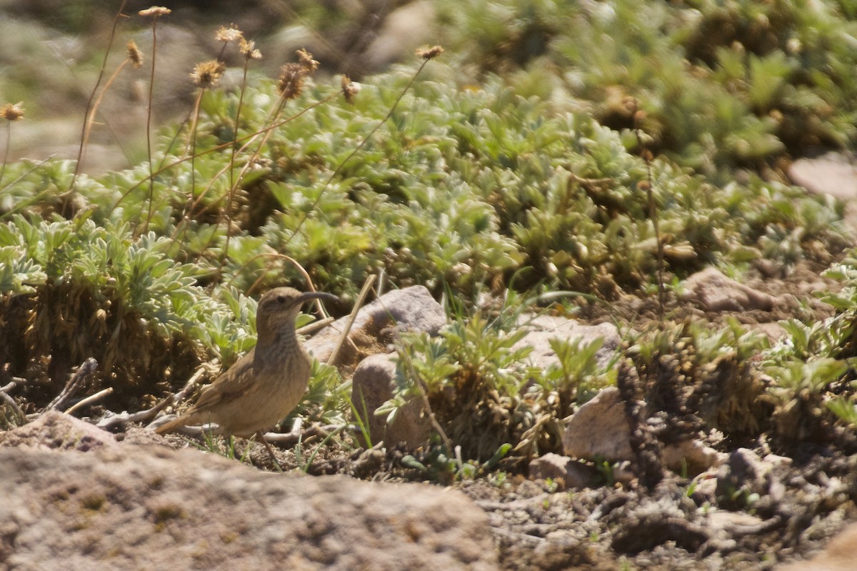 Scale-throated Earthcreeper - ML609967670