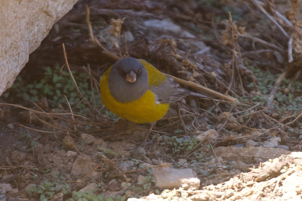 Phrygile à tête grise - ML609967674