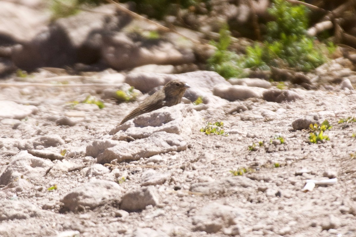 Haplospize gris-de-plomb - ML609967685