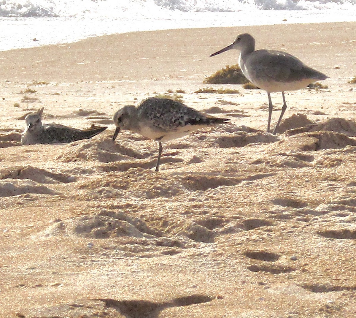 Black-bellied Plover - ML609967743