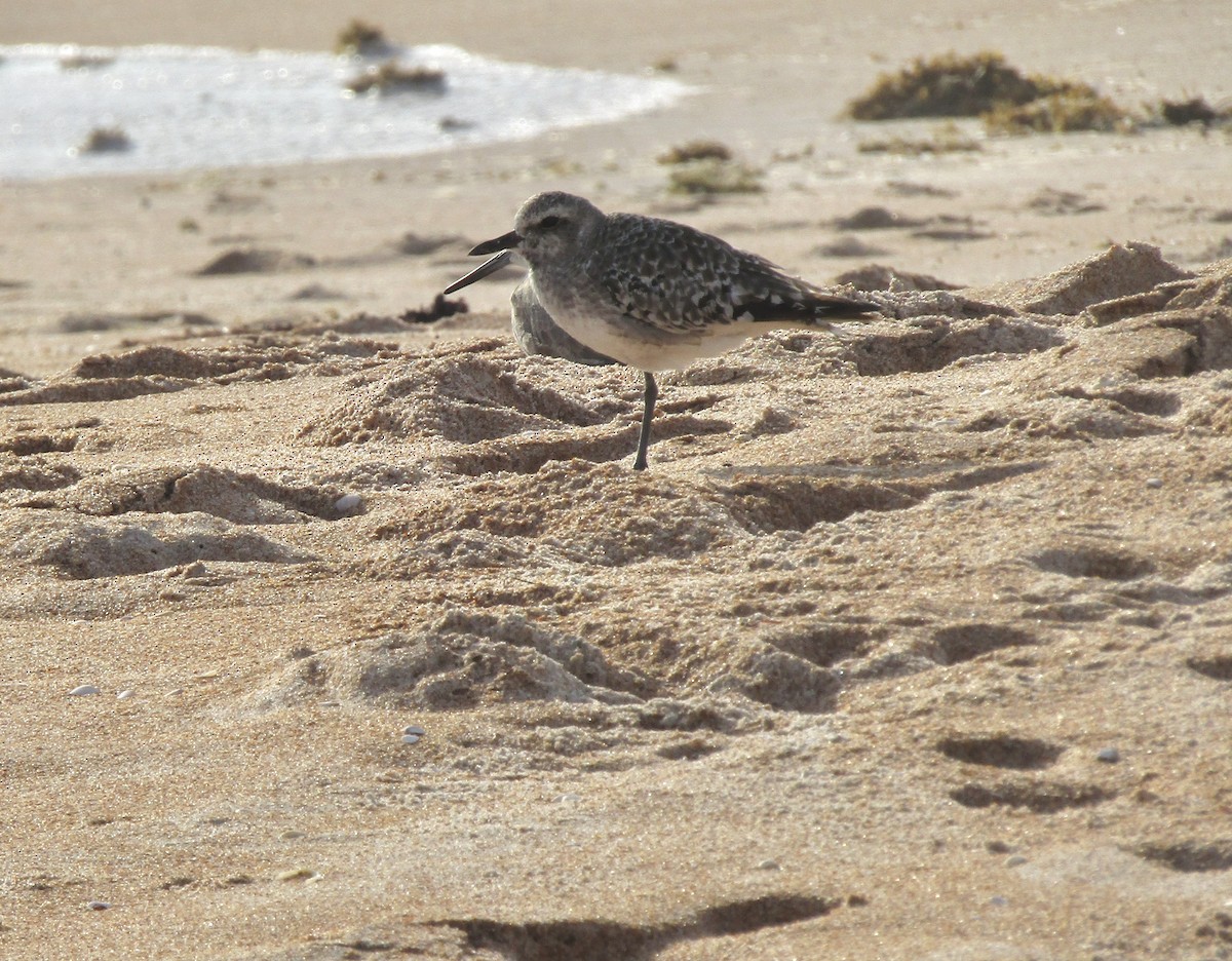 Black-bellied Plover - ML609967750