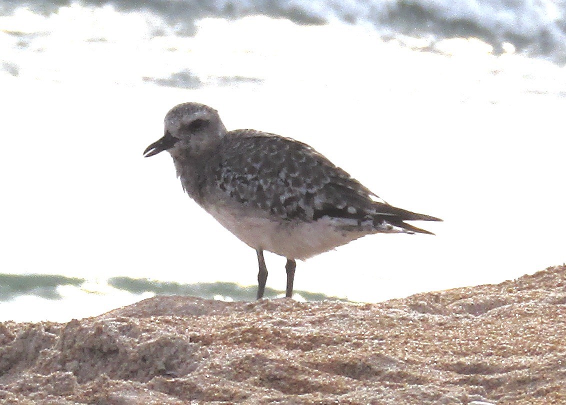 Black-bellied Plover - ML609967763