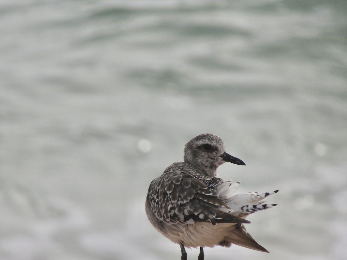 Black-bellied Plover - ML609967775