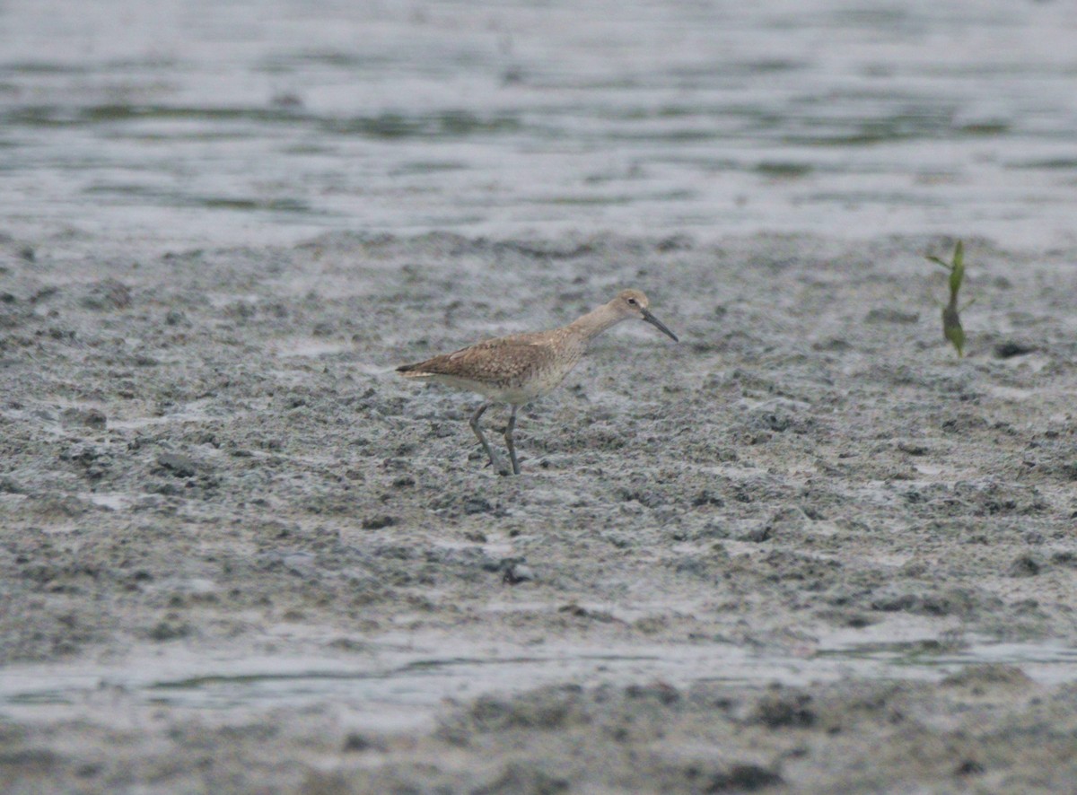 Willet - Francisco Micael Solari Menoret