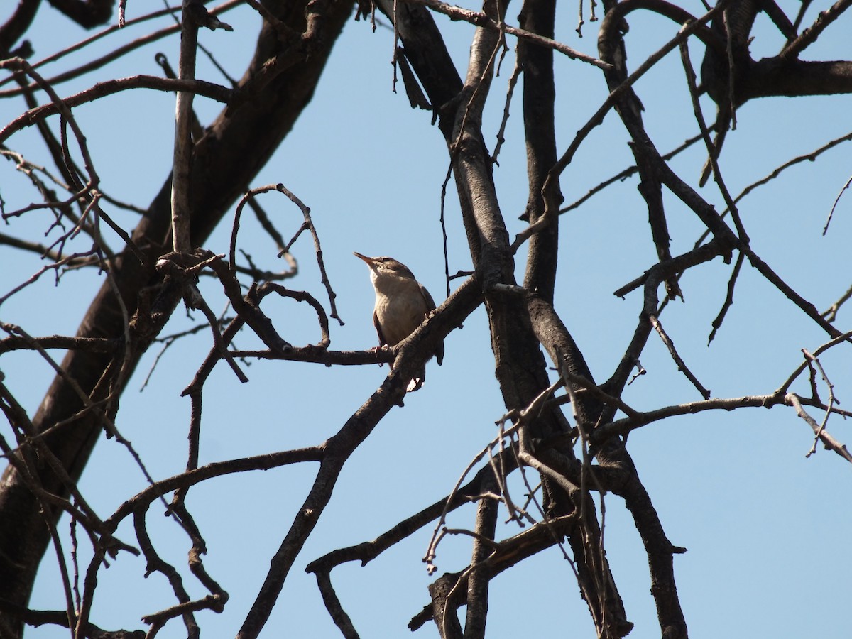 House Wren - ML609967884