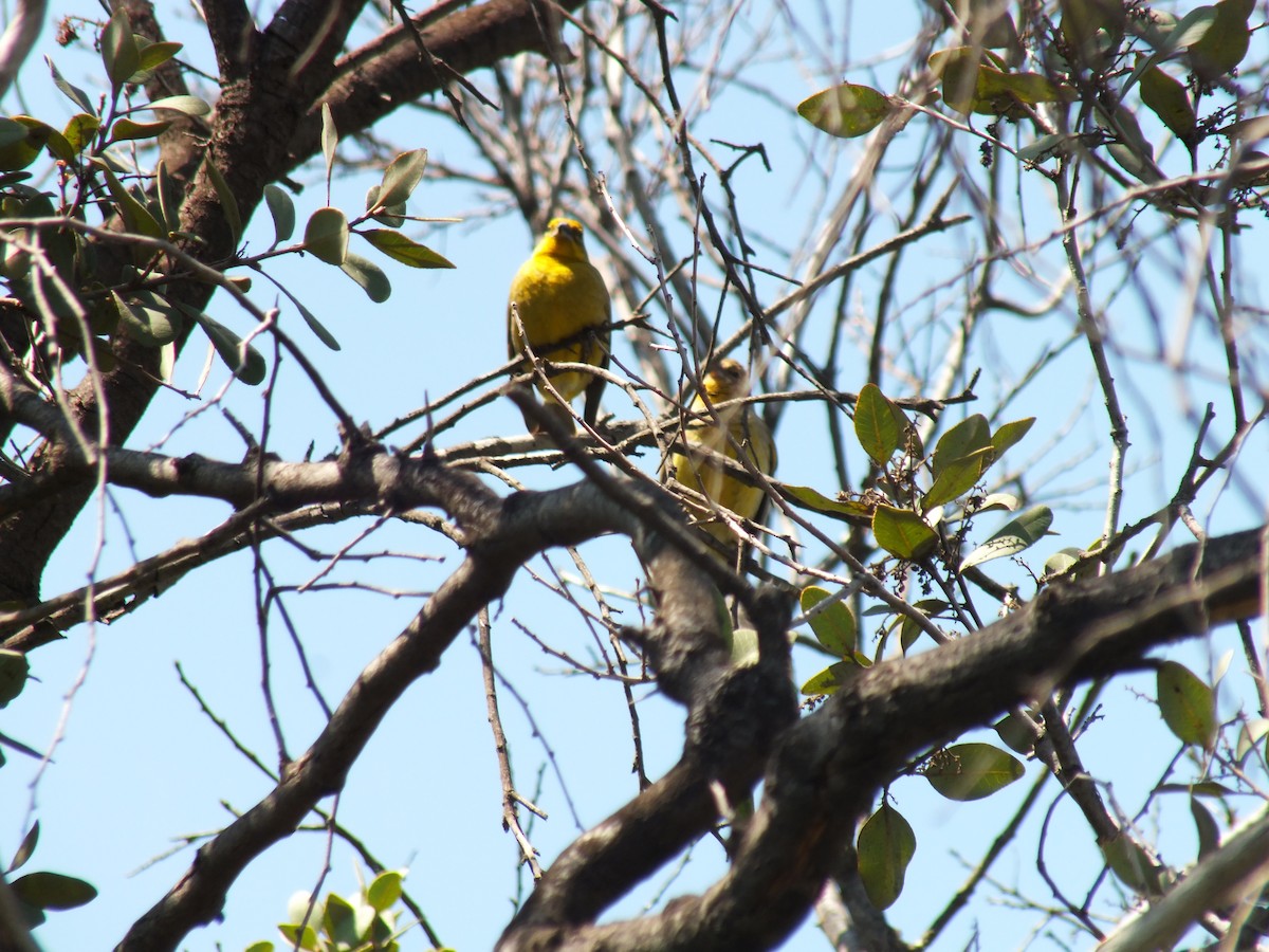 Grassland Yellow-Finch - ML609967927