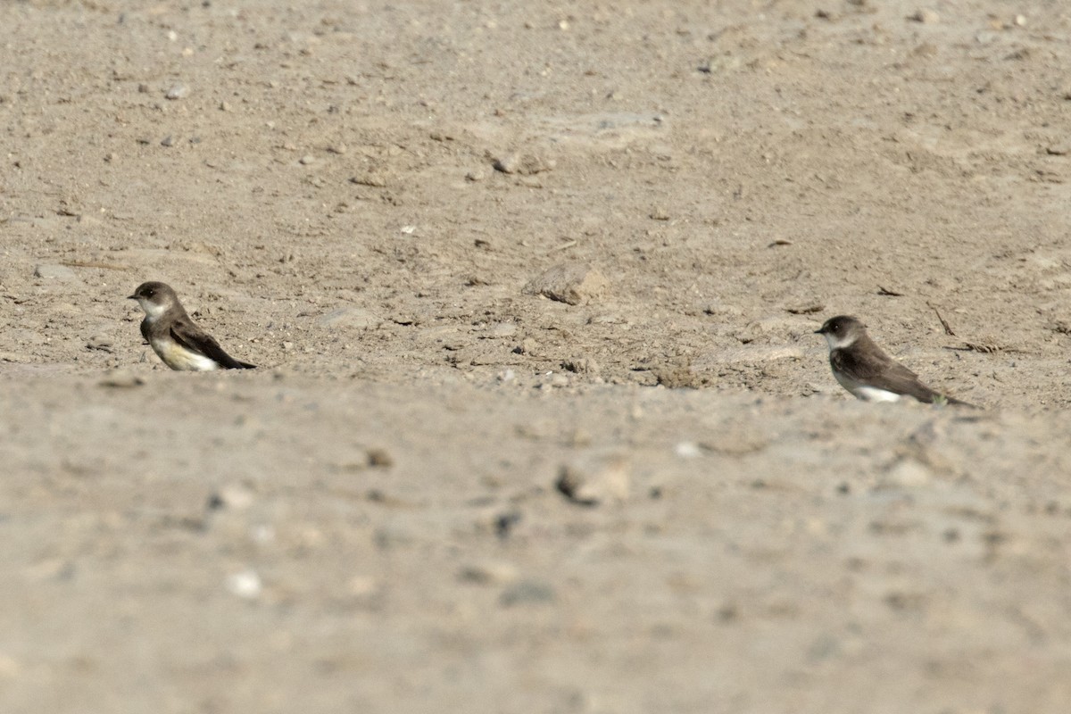 Bank Swallow - ML60996811