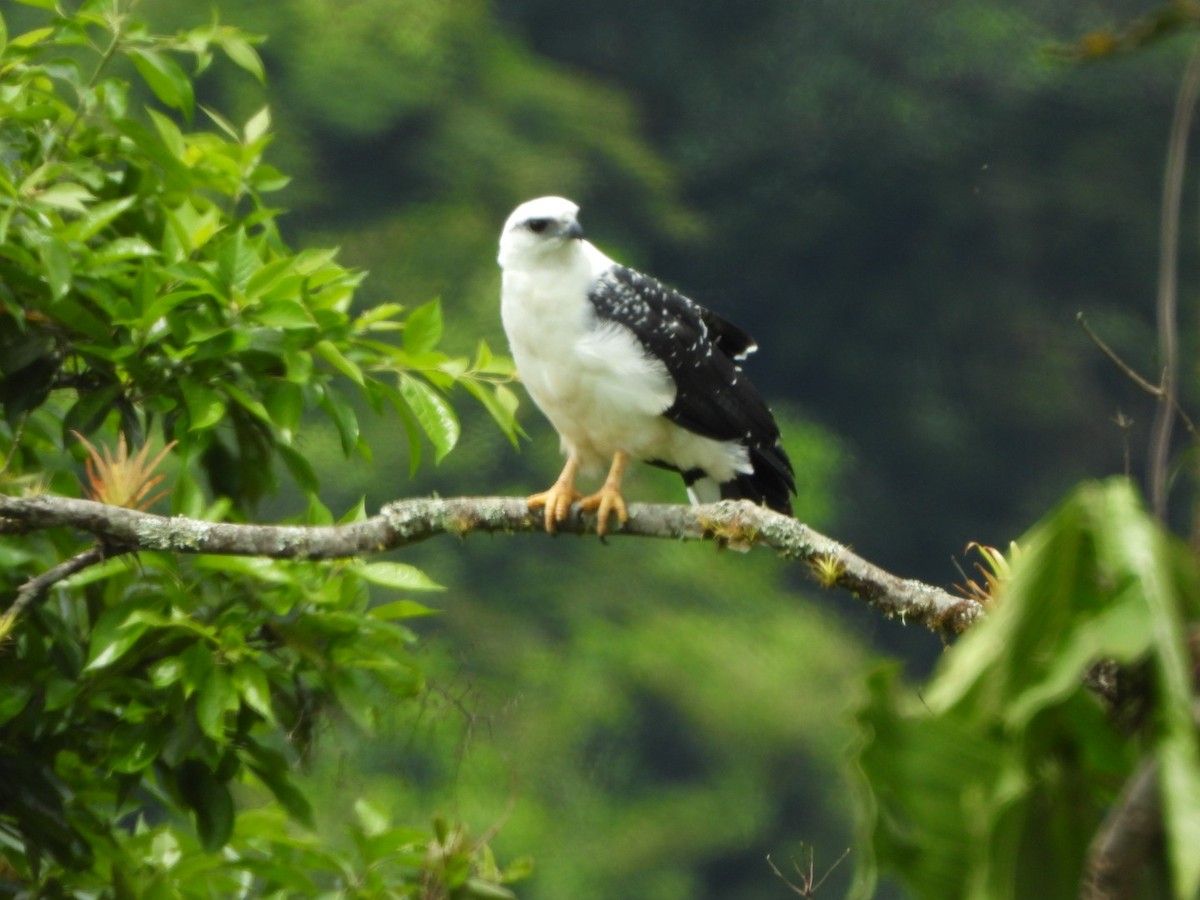 White Hawk - Francisco Contreras @francontreras.80