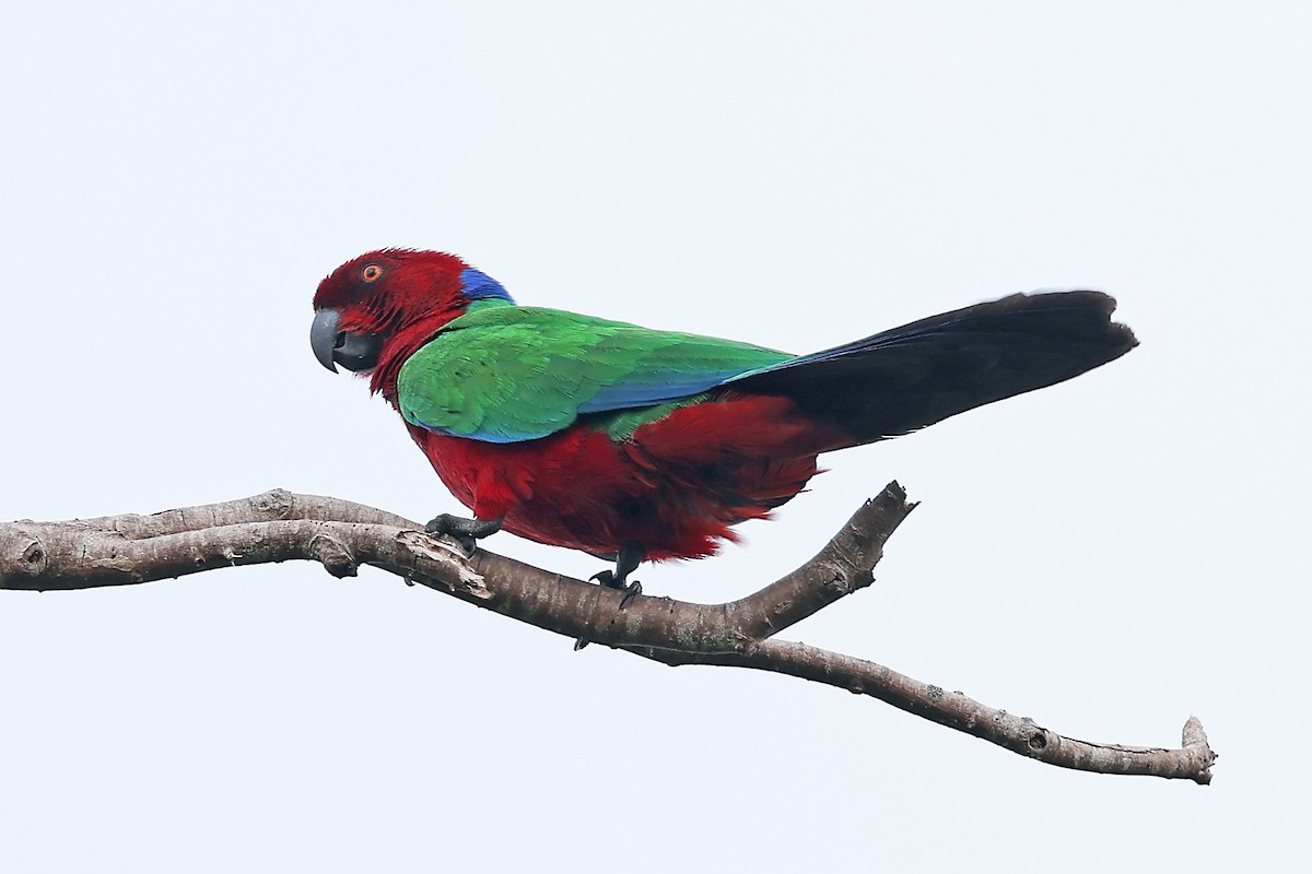 Папужець червоний - ML609968221