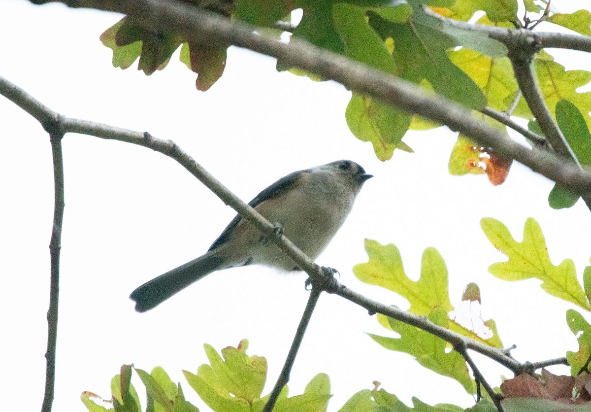 Tufted Titmouse - Gary Warner