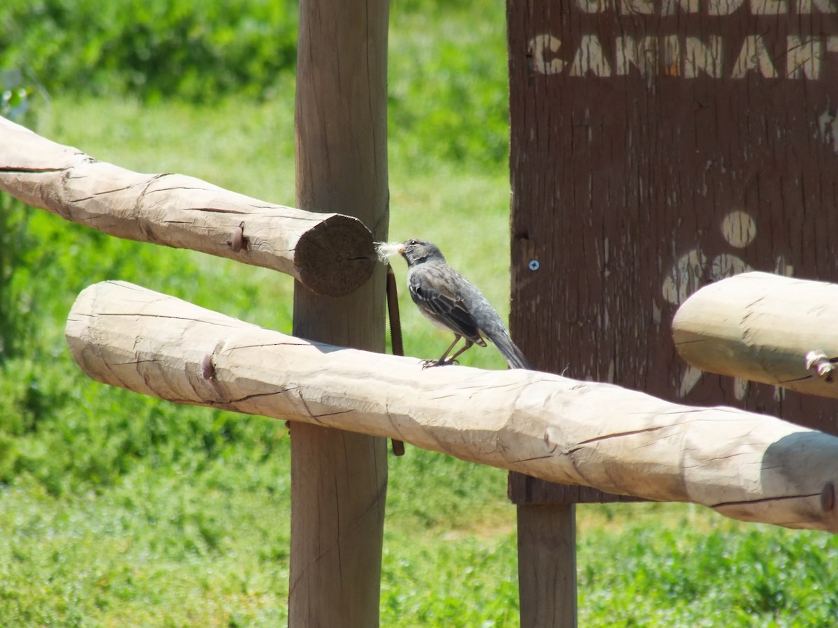 Mourning Sierra Finch - ML609968247