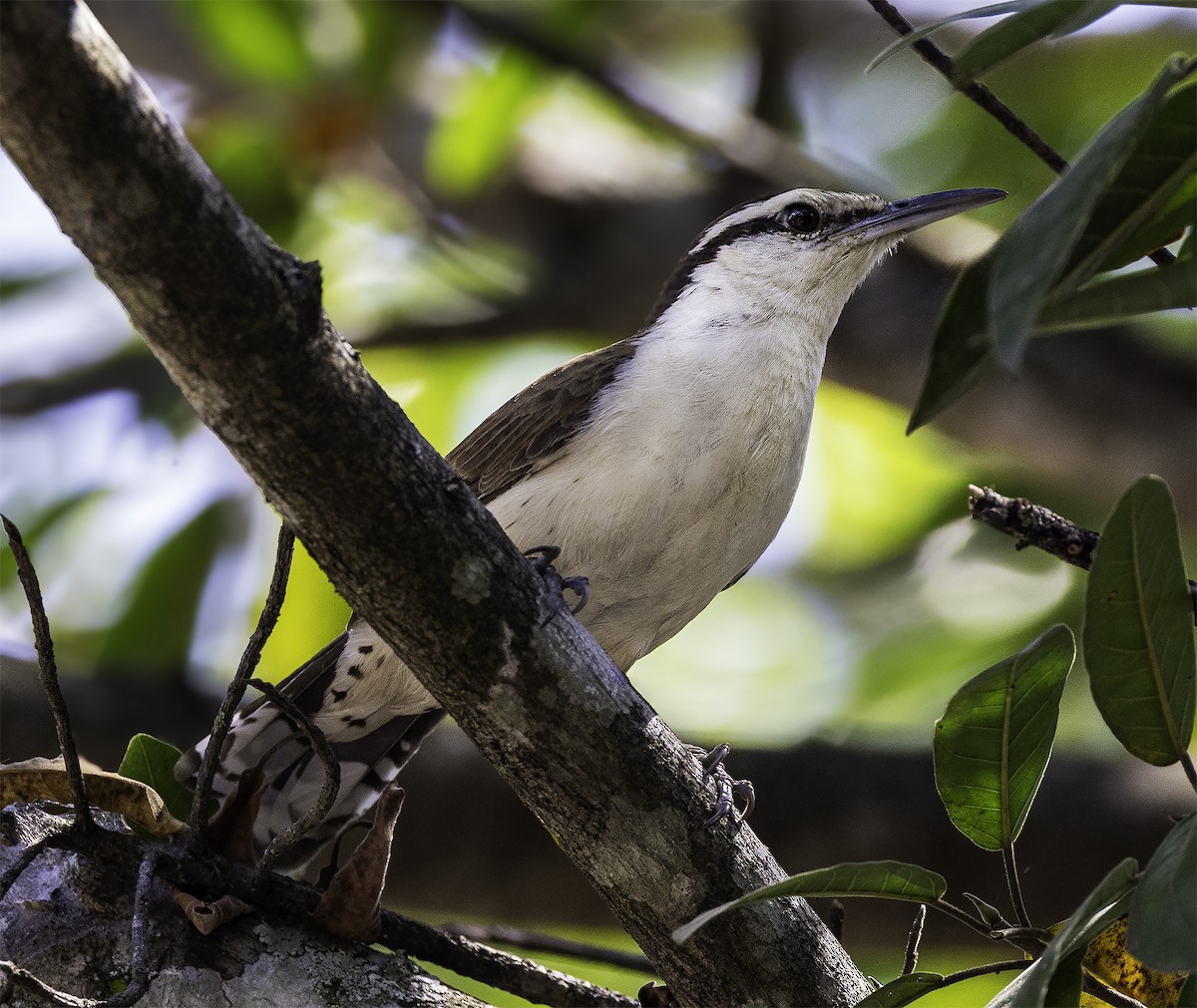 Bicolored Wren - ML609968267