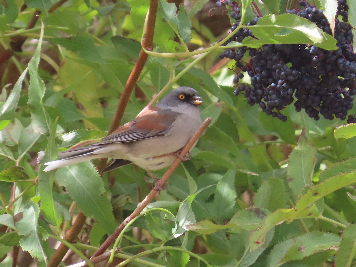 Junco aux yeux jaunes - ML609968286