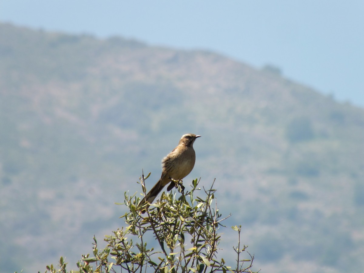 Chilean Mockingbird - ML609968324