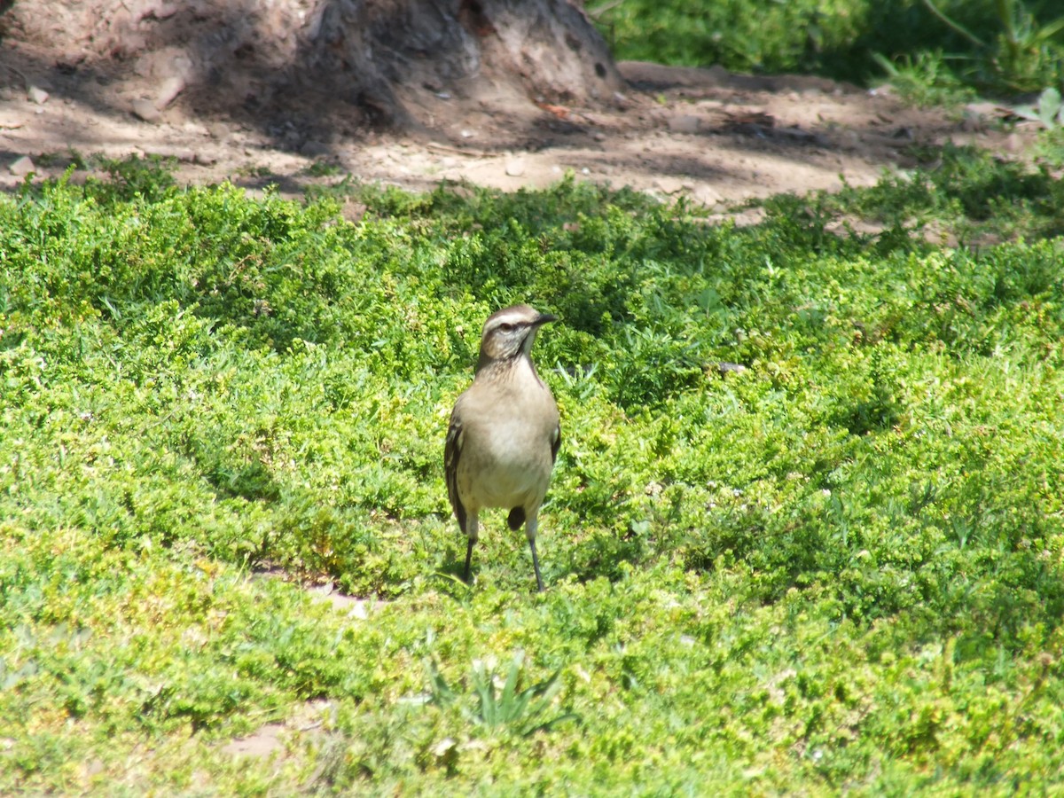 Chilean Mockingbird - ML609968325