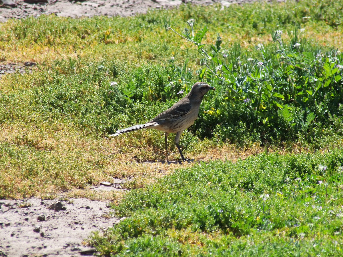 Chilean Mockingbird - ML609968330