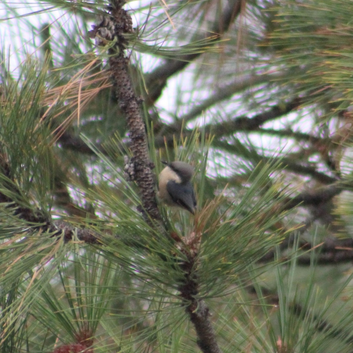 Pygmy Nuthatch - ML609968412