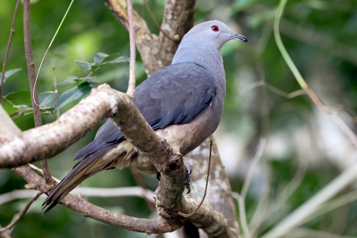 Peale's Imperial-Pigeon - Phillip Edwards