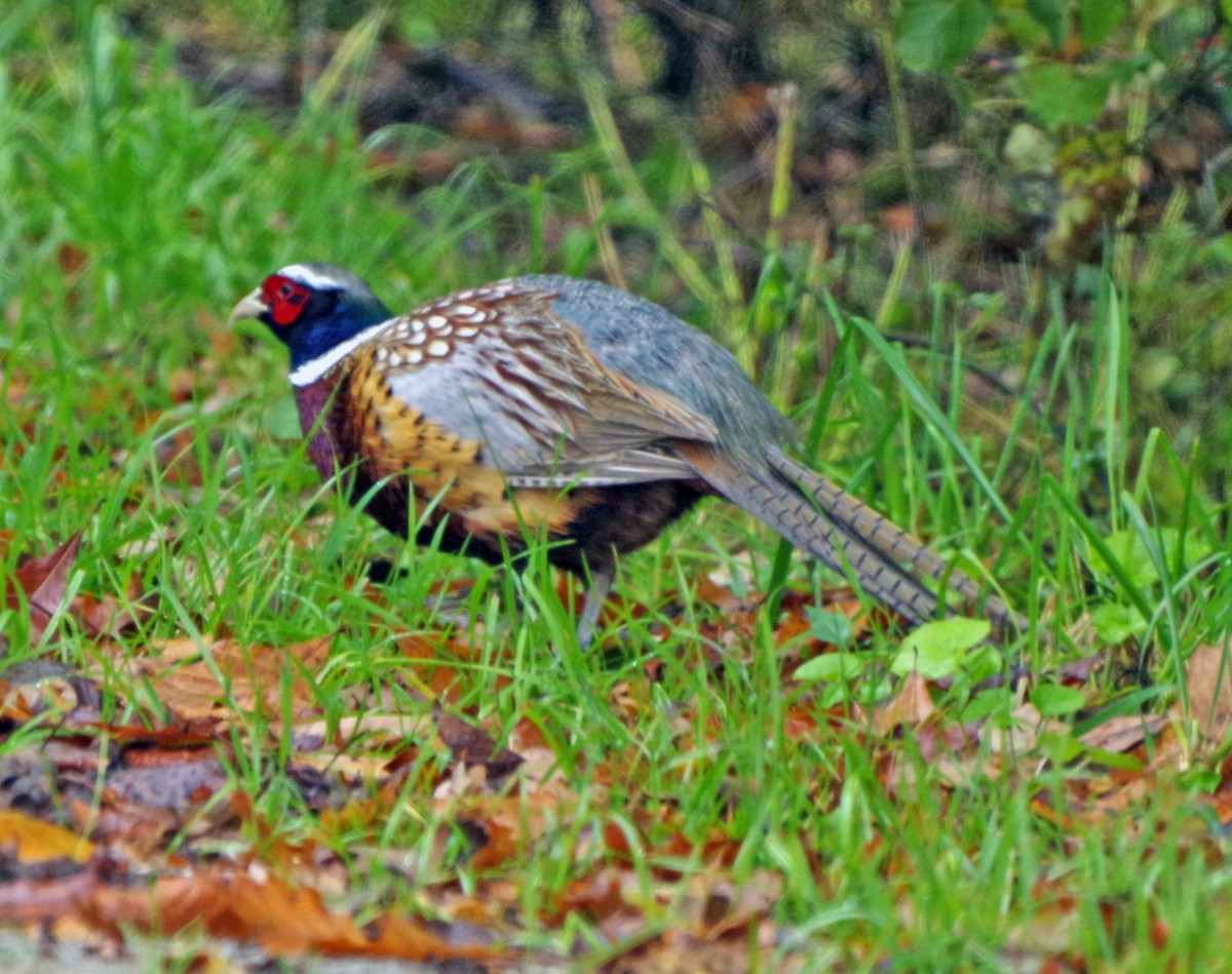 Ring-necked Pheasant - ML609968499