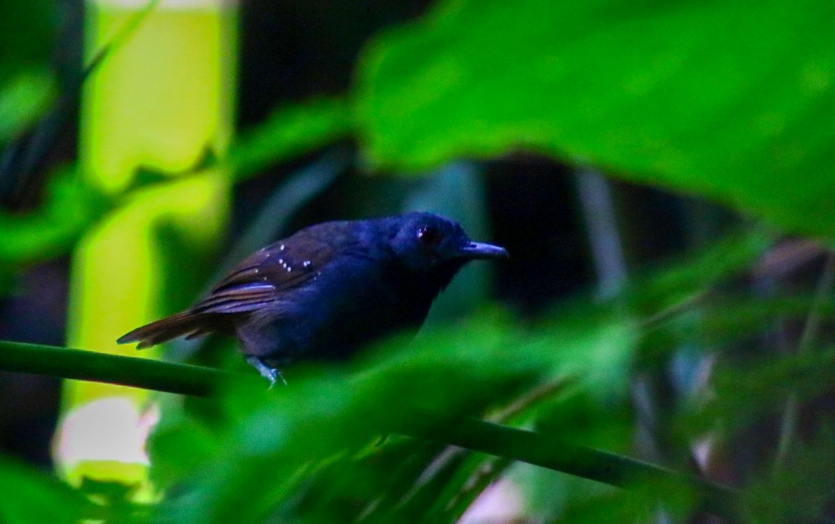 Magdalena Antbird - Luis Hernánadez(@Birdsbyluishernandez)