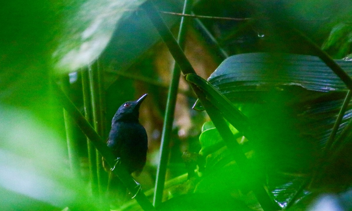 Magdalena Antbird - Luis Hernánadez(@Birdsbyluishernandez)