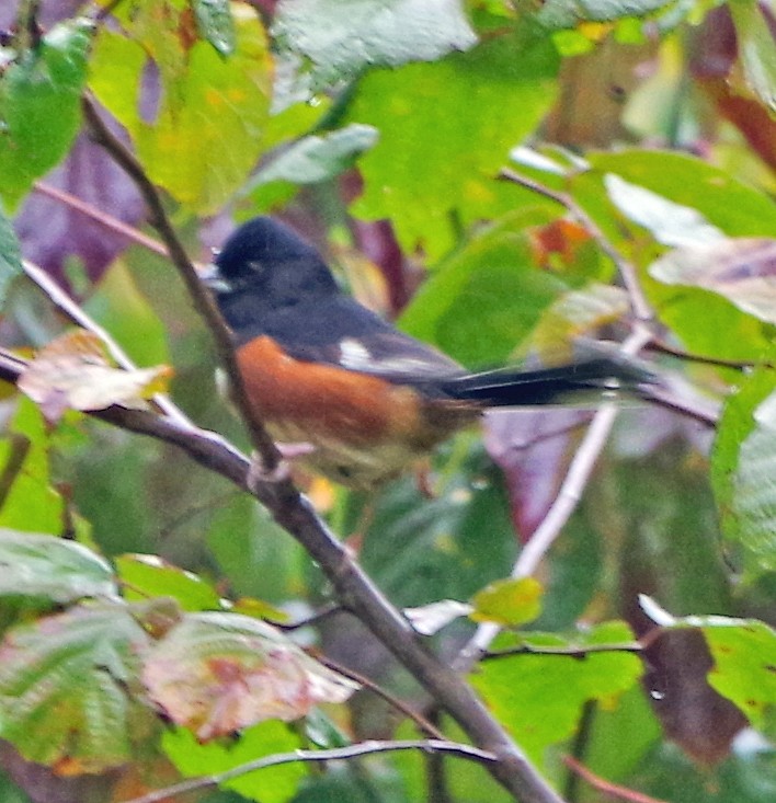 Eastern Towhee - Bill Winkler