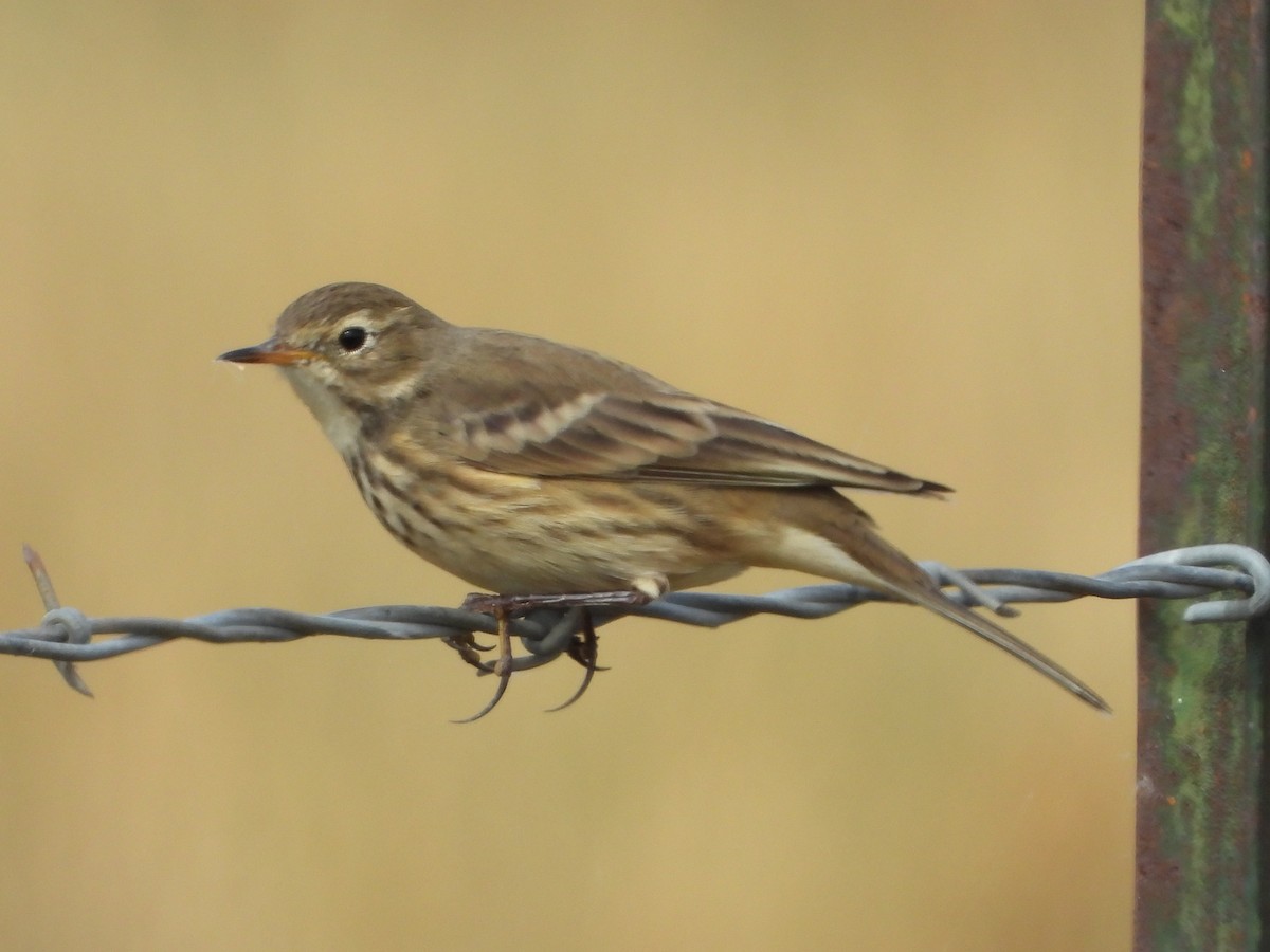 American Pipit - ML609968623