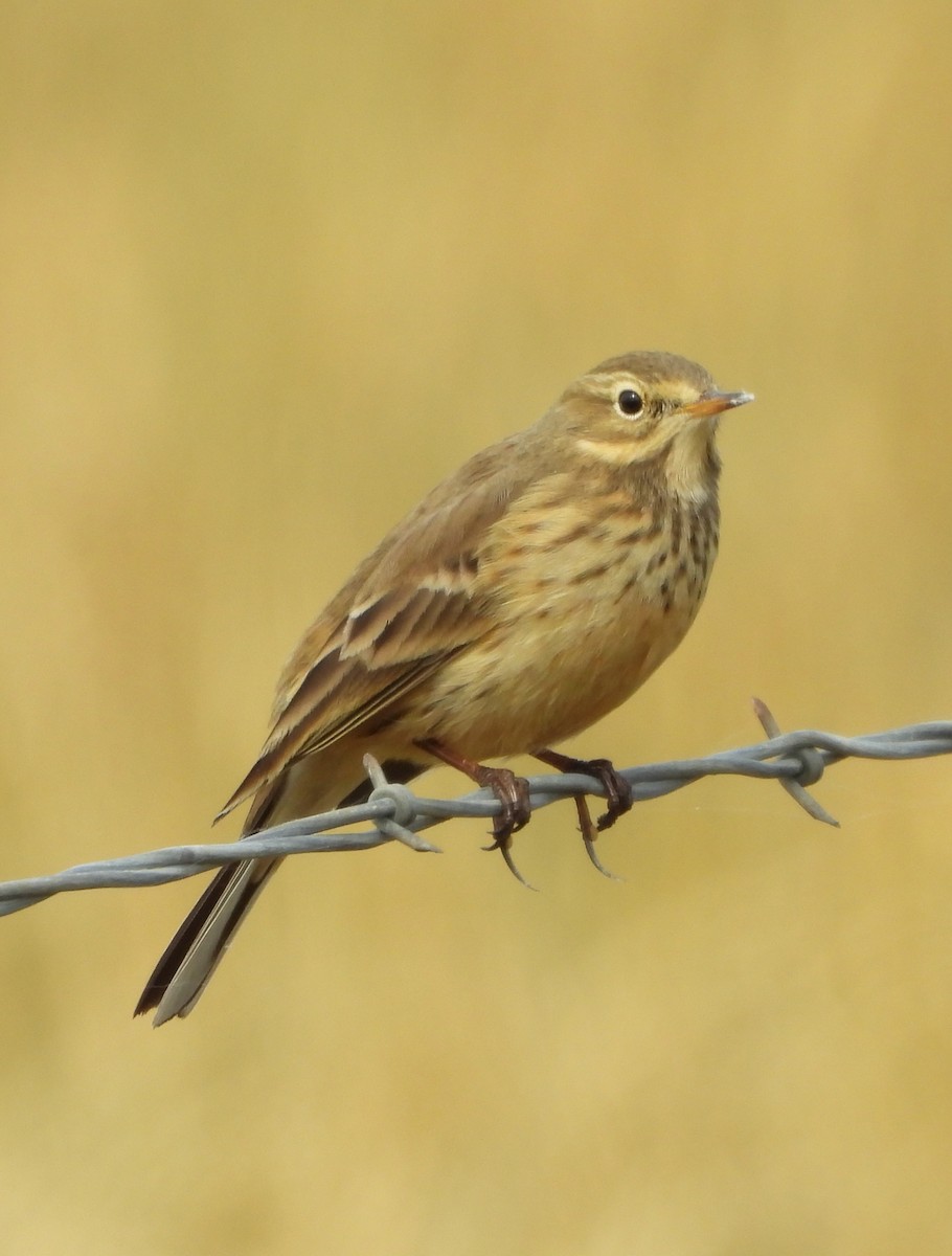 American Pipit - ML609968624